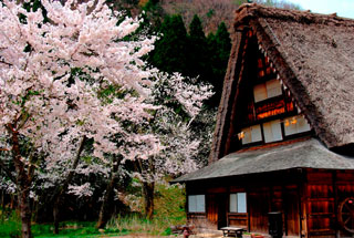 白川郷の桜写真１