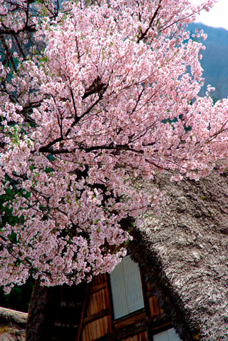 白川郷の桜写真２