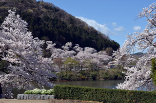 津久井湖城山公園の桜写真２