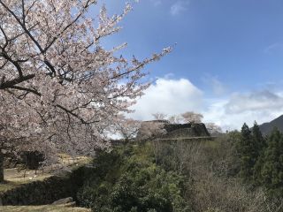 竹田城跡の桜写真１