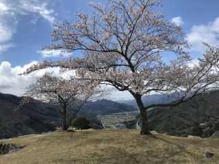 竹田城跡の桜写真２