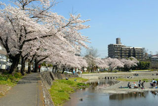 飯能河原の桜写真１