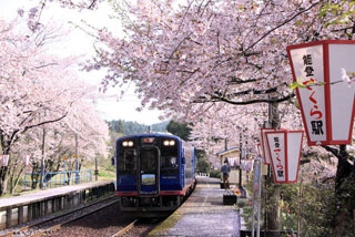 のと鉄道 能登鹿島駅（能登さくら駅）の桜写真１