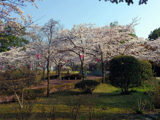 佐野城跡・城山公園の桜写真２