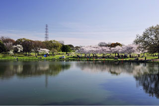 大仙公園の桜写真１