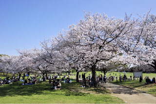 大仙公園の桜写真２