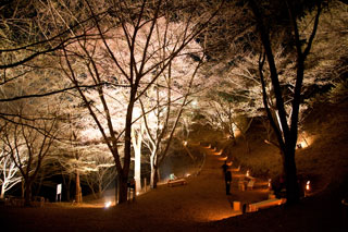 能勢電鉄・妙見の森ケーブルの桜写真２