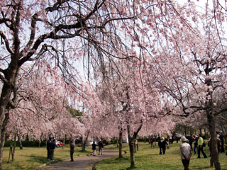 さくら池自然公園の桜写真１