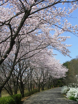 埼玉県こども動物自然公園の桜写真１