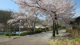埼玉県こども動物自然公園の桜写真２