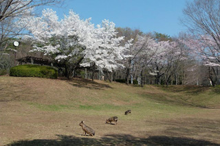 埼玉県こども動物自然公園の写真４