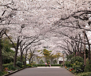 神戸総合運動公園の桜写真１
