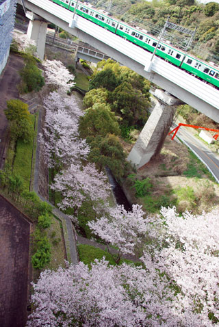 神戸総合運動公園の桜写真２