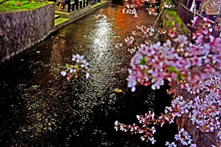 下木屋町・高瀬川の桜写真２