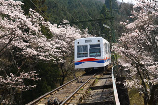 八瀬周辺・叡山ケーブル・ロープウェイの桜写真１