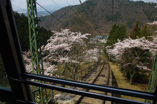 八瀬周辺・叡山ケーブル・ロープウェイの桜写真２