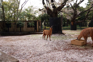 夢見ヶ崎動物公園の桜写真１