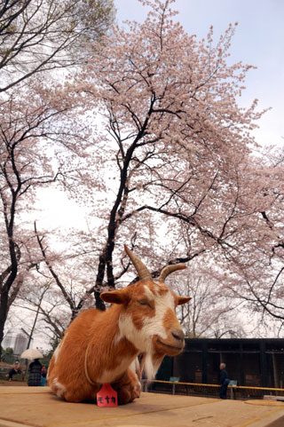 夢見ヶ崎動物公園の桜写真２