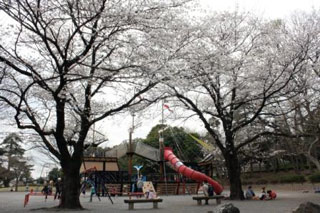 光綾公園の桜写真１
