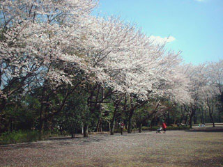 城山公園（綾瀬市）の桜写真１