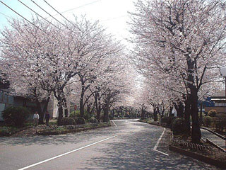 綾西緑地の桜写真１