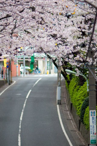 桜坂（大田区）の桜写真１