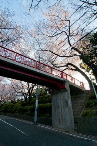 桜坂（大田区）の桜写真２