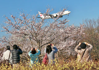 成田市さくらの山公園の桜写真１