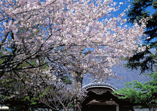 宗吾霊堂の桜写真１