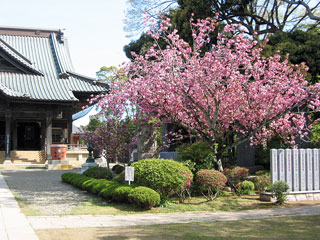 宗吾霊堂の桜写真２