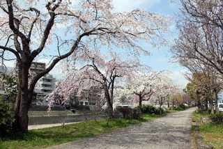 鴨川河川敷 花の回廊の桜写真２