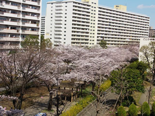 前谷津川緑道の桜写真２