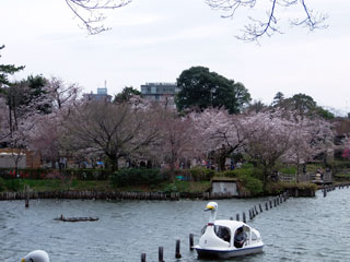 洗足池公園の桜写真１