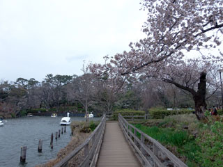 洗足池公園の桜写真２