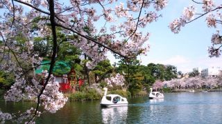 洗足池公園の桜写真１