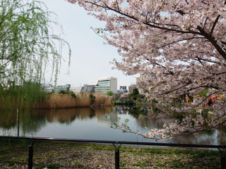 上野 不忍池の桜写真２