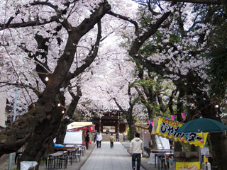 法明寺の桜写真２
