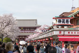 浅草寺の桜写真１