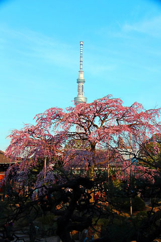 浅草寺の桜写真２