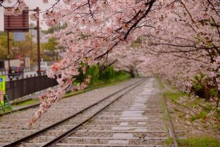 蹴上インクラインの桜写真２