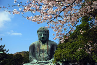 高徳院（鎌倉大仏）の桜写真１