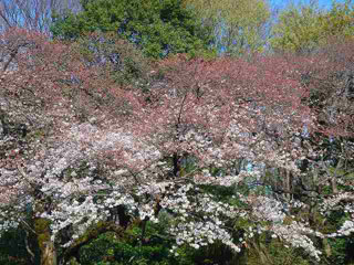 東京都庭園美術館の桜写真１