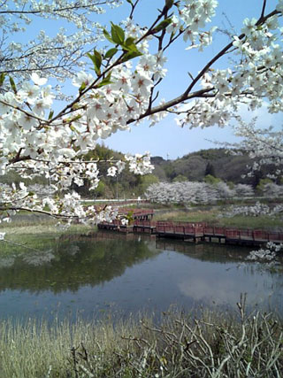 桜台中央公園・桜台調整池（深城池）の桜写真１