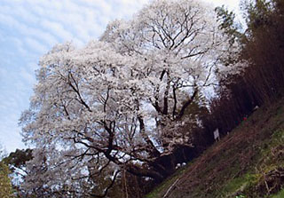 奥迫川の桜写真１