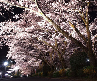 創価大学 八王子キャンパスの桜写真２
