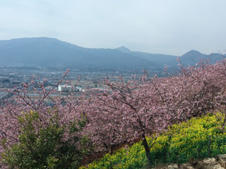 松田町の河津桜「まつだ桜まつり」写真１
