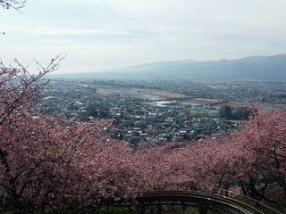 松田町の河津桜「まつだ桜まつり」写真２