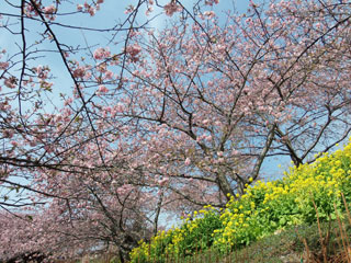 松田町の河津桜「まつだ桜まつり」の写真３