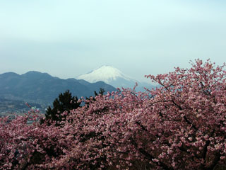 松田町の河津桜「まつだ桜まつり」の写真４