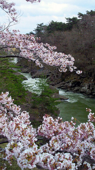 厳美渓の桜写真１